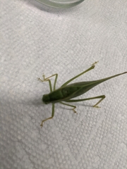 Microcentrum rhombifolium