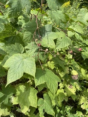 Rubus odoratus