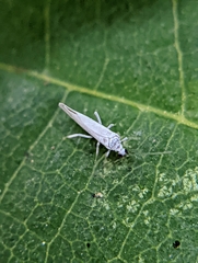Coniopterygidae