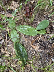 Commelina communis