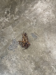 Periplaneta americana