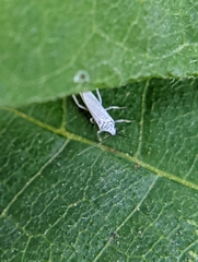 Coniopterygidae