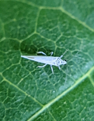 Coniopterygidae