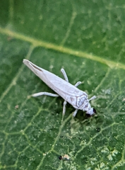 Coniopterygidae