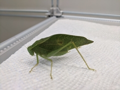 Microcentrum rhombifolium