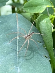 Pisaurina