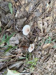 Commelina communis