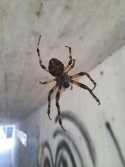 Larinioides sclopetarius