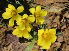 Moraea fugacissima
