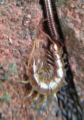 Lithobius forficatus