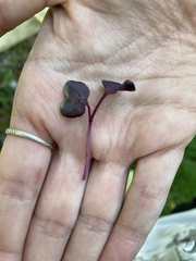 Plantae