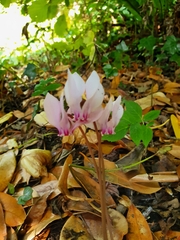 Cyclamen hederifolium