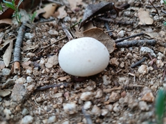 Lycoperdon utriforme