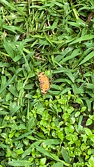 Phyciodes tharos
