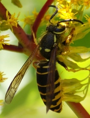 Vespula vidua