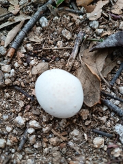 Lycoperdon utriforme
