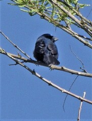 Cyanoloxia brissonii