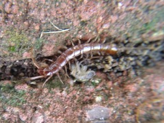Lithobius forficatus