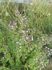 Clinopodium menthifolium