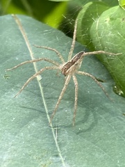 Pisaurina