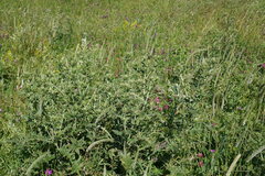 Cirsium laniflorum