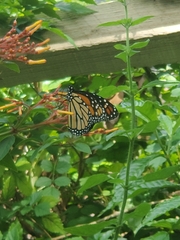 Danaus plexippus