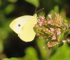 Pieris rapae