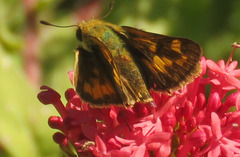 Hylephila phyleus