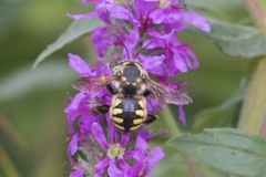 Anthidium florentinum