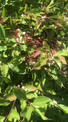 Cornus racemosa
