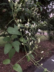 Clematis virginiana