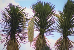 Yucca filifera