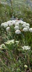 Seseli annuum