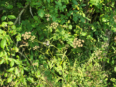 Torilis arvensis arvensis