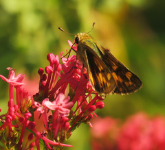 Hylephila phyleus