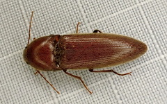 Melanotus
