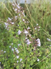 Clinopodium menthifolium