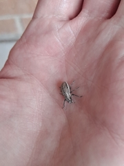 Naupactus peregrinus