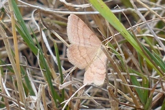 Scopula rubiginata
