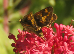 Hylephila phyleus