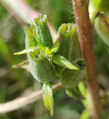 Oenothera stricta
