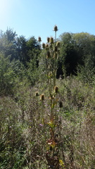 Dipsacus laciniatus