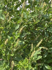 Clethra alnifolia