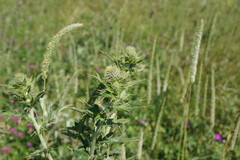 Cirsium laniflorum