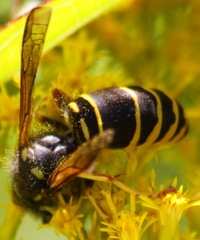 Vespula vidua