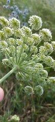 Seseli annuum