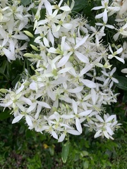 Clematis virginiana