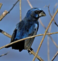 Cyanoloxia brissonii