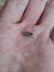 Naupactus peregrinus