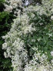 Clematis virginiana